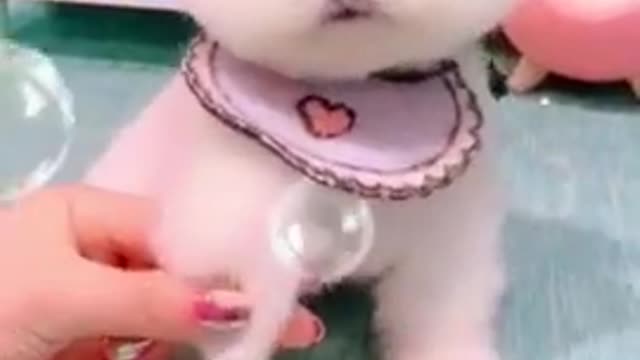 Best and cute animal in the world