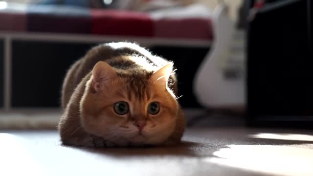 Sunbeam vs Hosico go