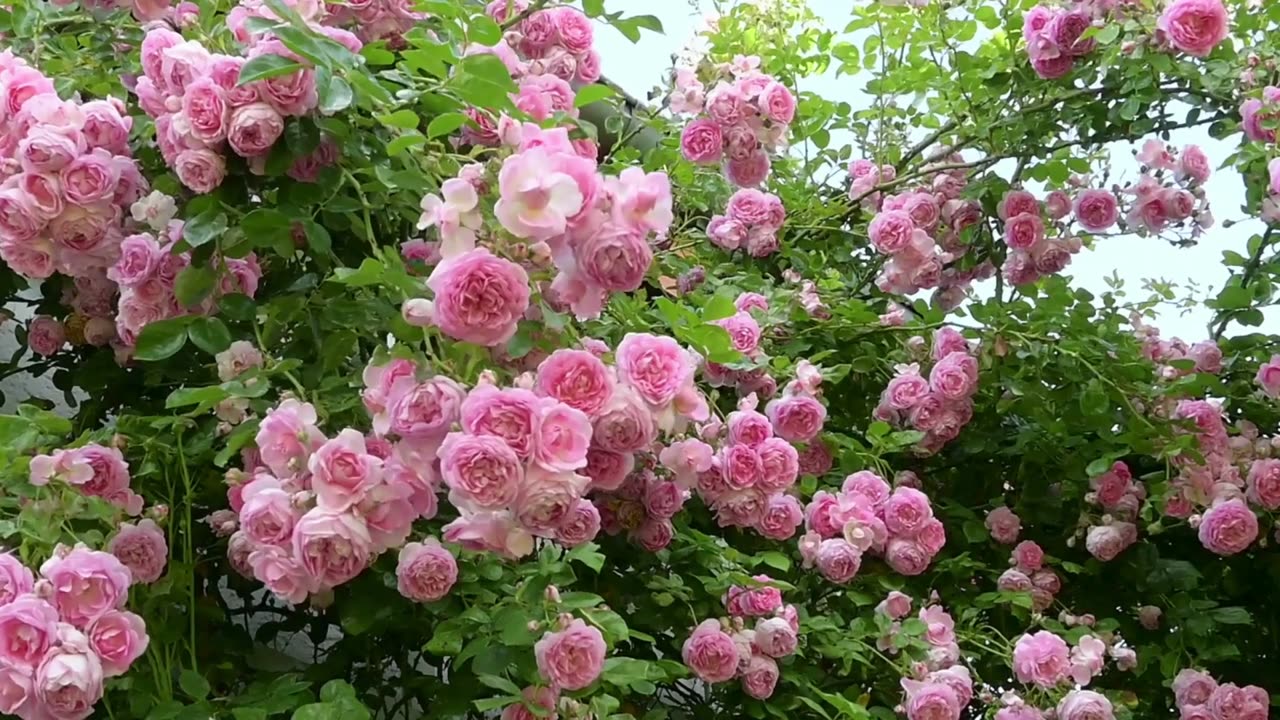 Roses: The Timeless Beauty of Nature