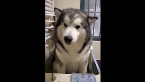 the most adorable and funny pet videos