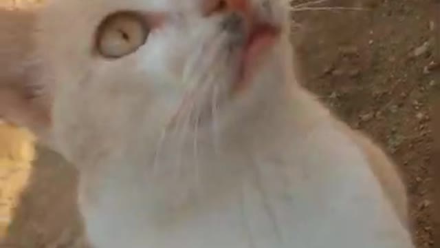 funny cat