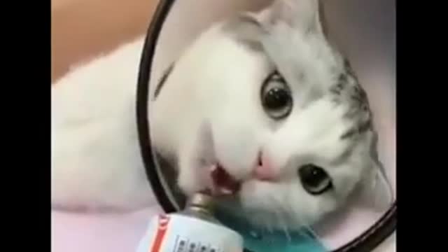 Funniest cat -don't try to hold back laughter