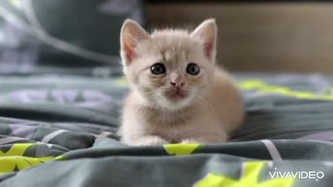 Baby kitten.how much cute it is