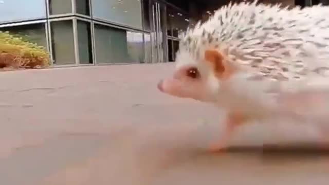 SONIC IN REAL LIFE