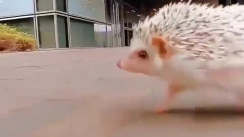 SONIC IN REAL LIFE