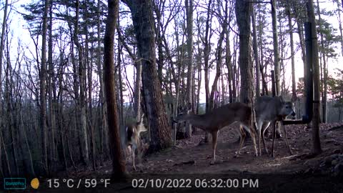 The Woods - 02/11/2022