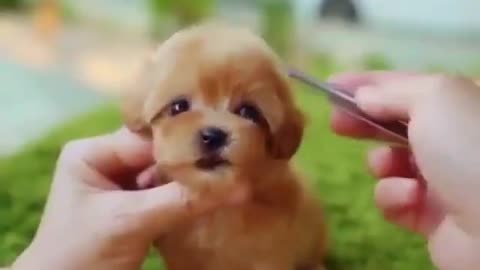 The cutest dog puppy 🐕 | pets