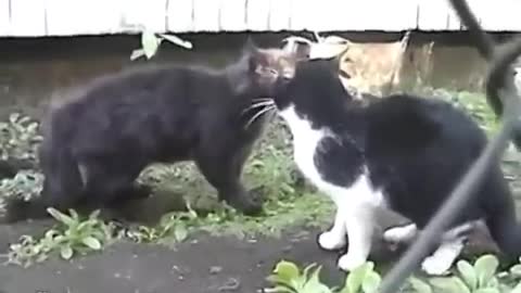 Big fight cats