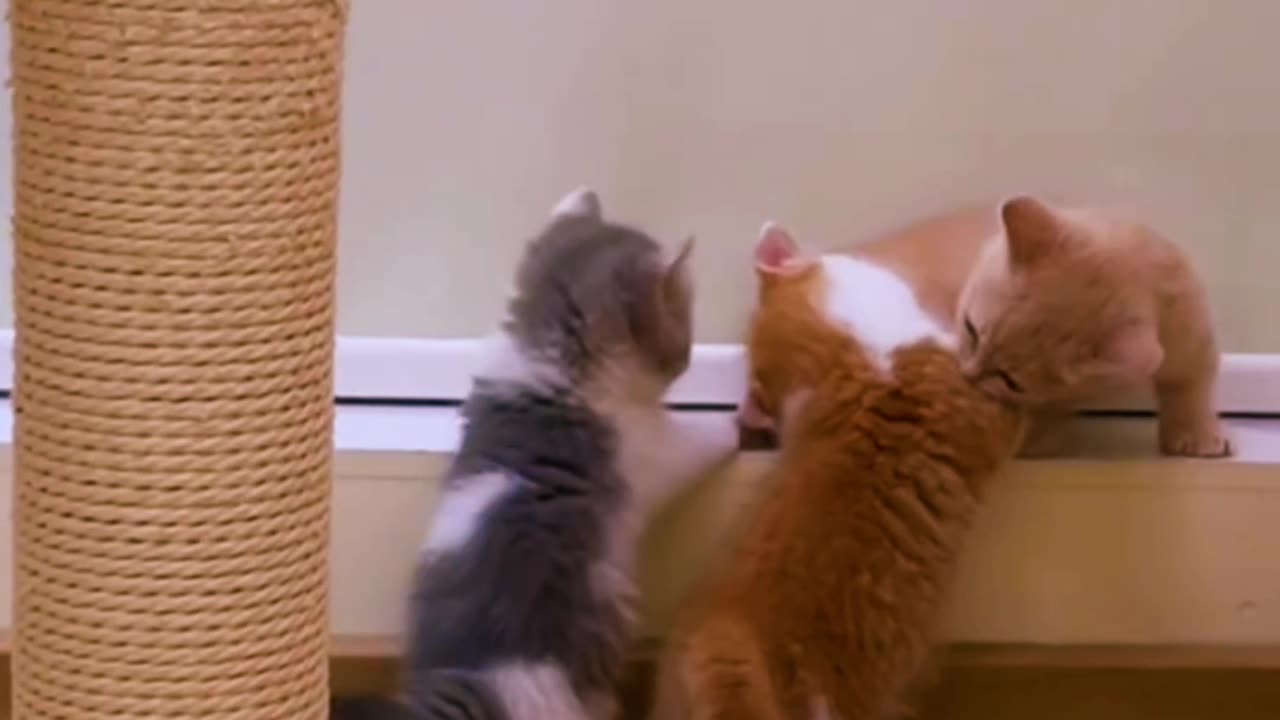 Funny kitten videos😍😂