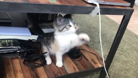 gato brincando com o carregador do notebook