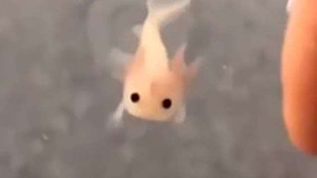 This tiny baby axolotl was enjoying a swim