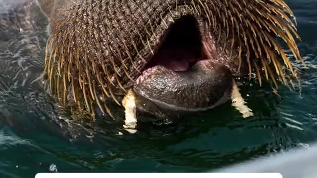 A young female walrus has become a star in Norway