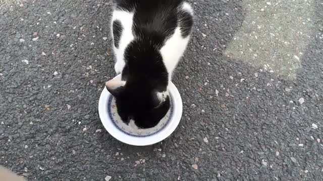 On the street, a cat is hungry..I gave her food