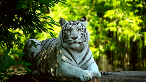 White tiger resting in the field