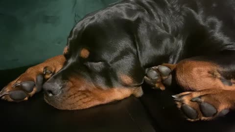 Cute big dog has a dream