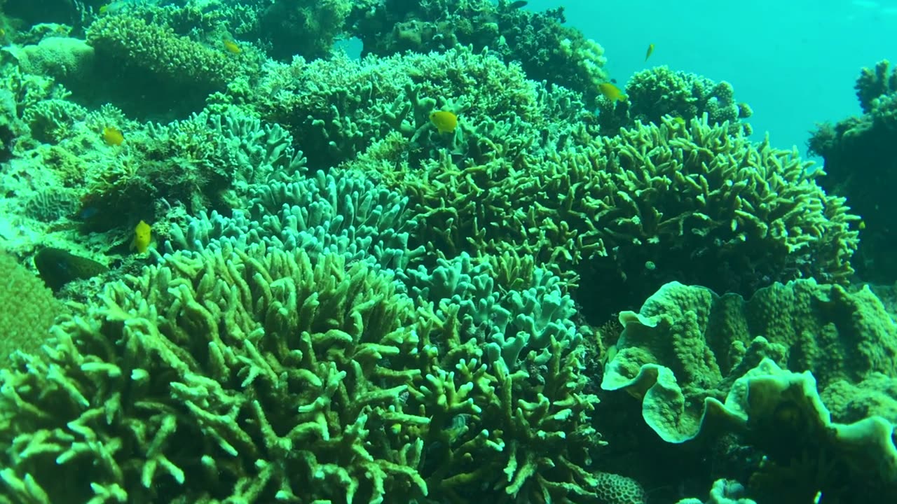 NO SOUND - Moray eel in the coral reef