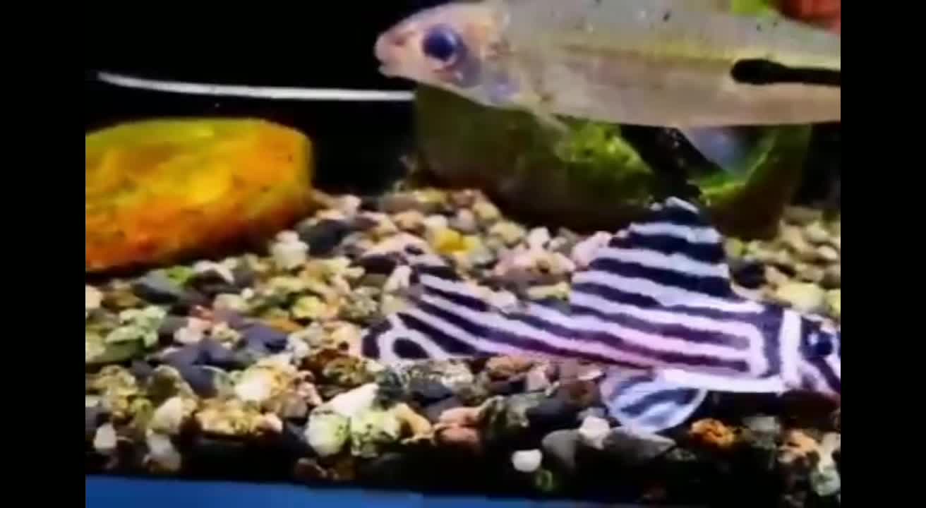 This fish is so funny, even with a swimming ring!