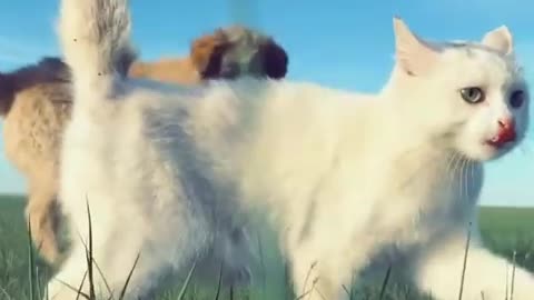 cat and dog battle