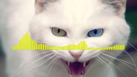 Angry cats ringtone