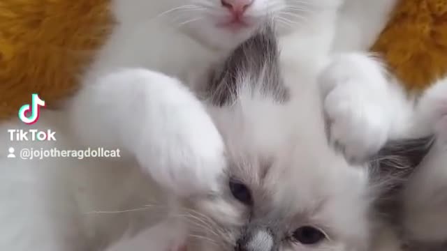 Cute Overload 😍