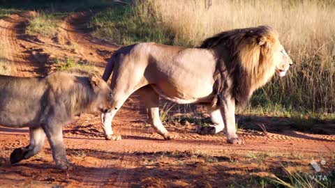 The lion king of jungle