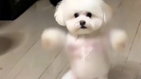 The dog dance