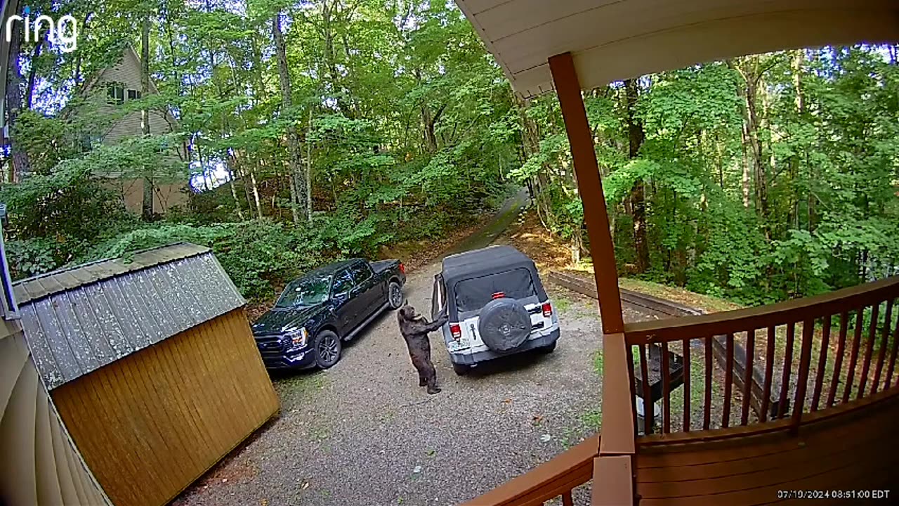 Black Bear Tears Into Jeep