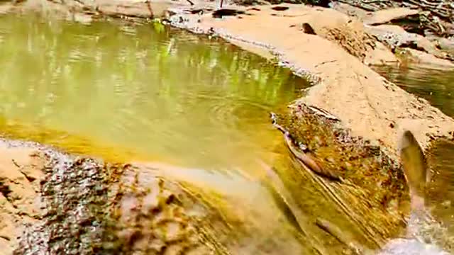 Fish travel to give eggs during rainy early days