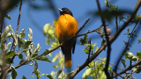 Northern Oriole (Baltimore Oriole) perched in Tree