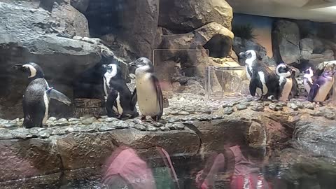 The African Penguins