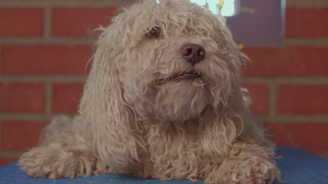 A dog is waiting for haircut