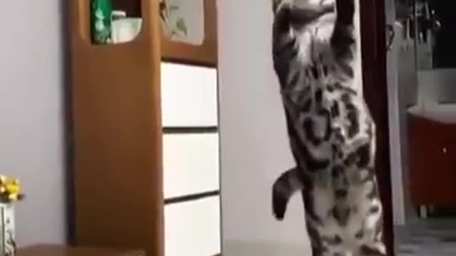 Cat is playing with ball