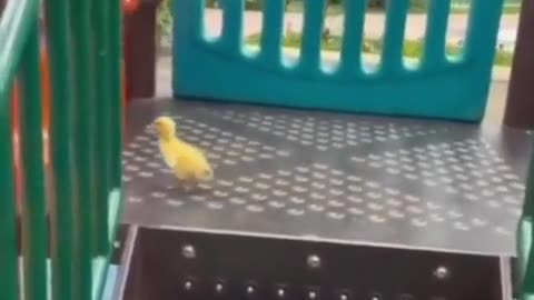 little duck play with his bestfriend... | funny animal prank