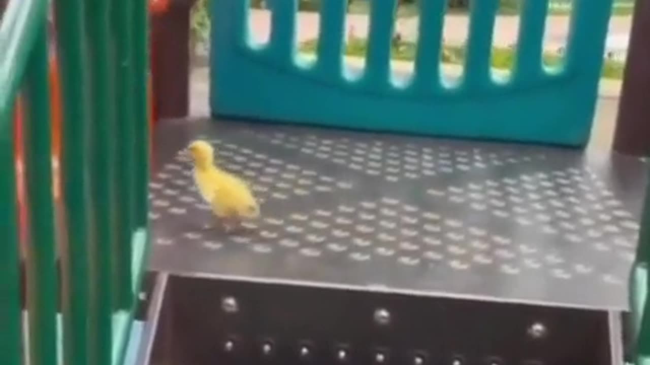 little duck play with his bestfriend... | funny animal prank