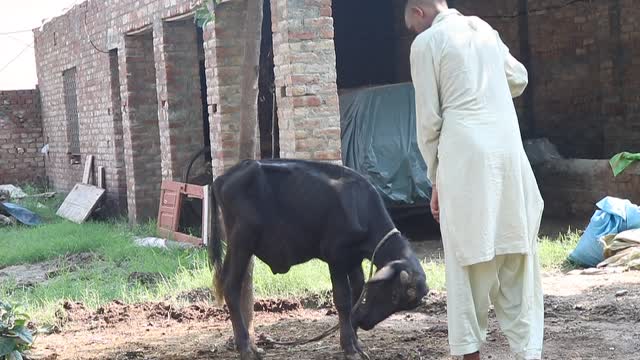 Crazy Fight Between A baby Buffalo (Calf) and Crazy Guy