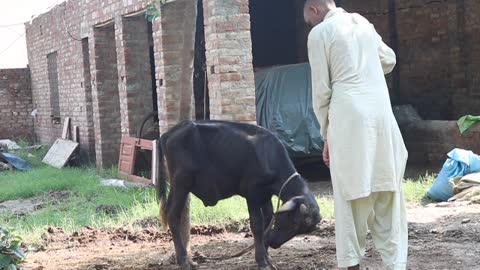 Crazy Fight Between A baby Buffalo (Calf) and Crazy Guy