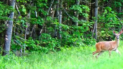 White-tailed deer