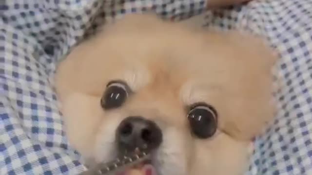 Funny dog