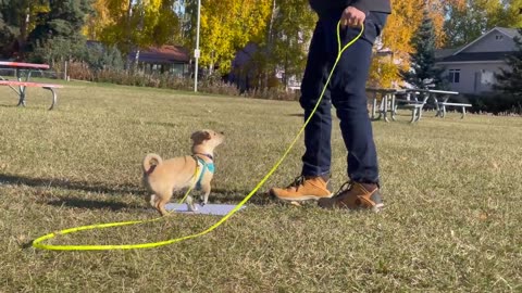 This 1 Tip will help you train 10 times faster! Reality Dog Training