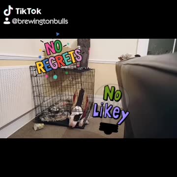 Jailbreak bullterrier Hermione has no regrets