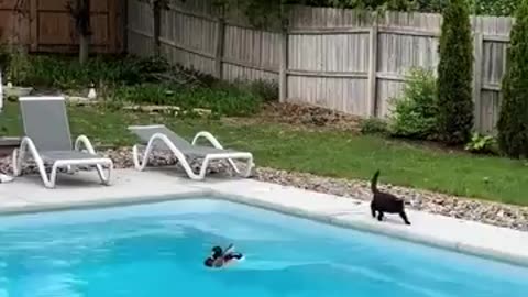 Funny Cat messing around with Killer Ducks