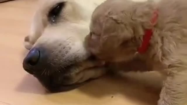 Small puppy cute love to mother's