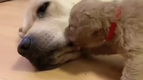 Small puppy cute love to mother's