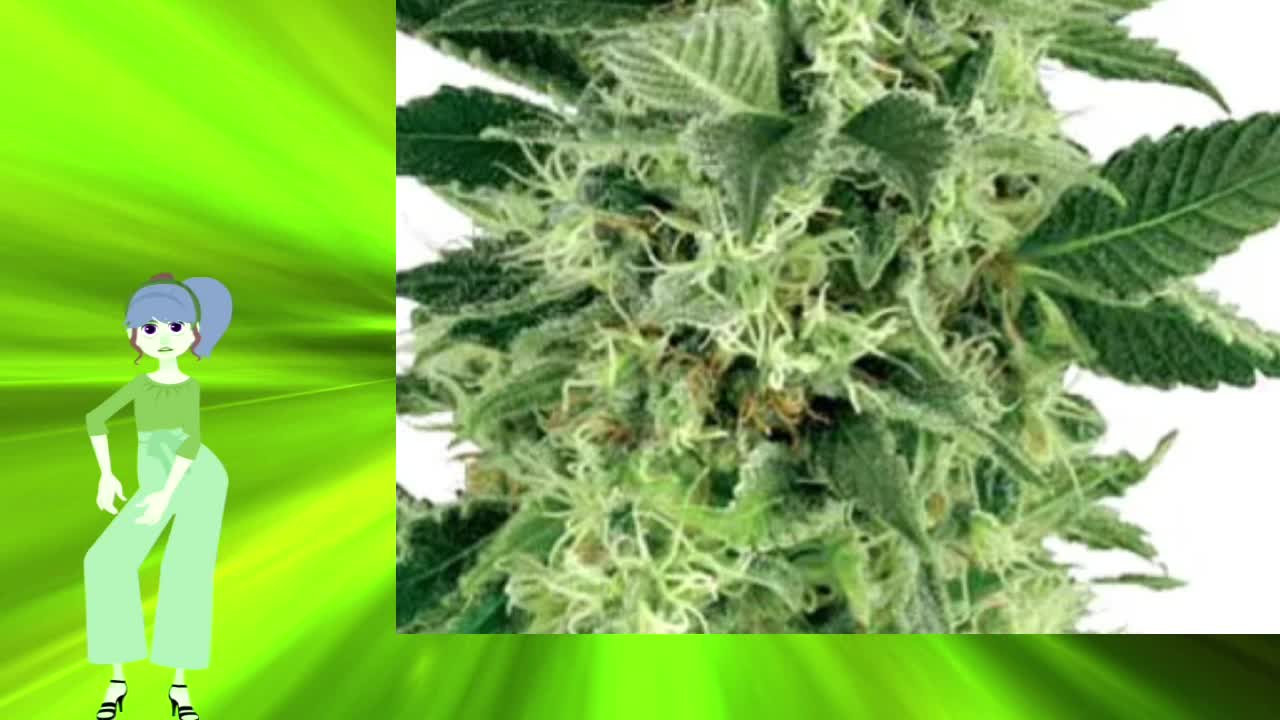 Northern Lights Auto – Growers Choice