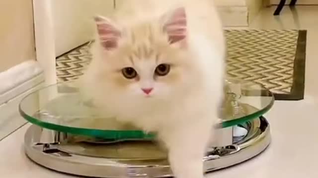 Cat video-cute cat video-funny cat video #shorts #beautiful #animal #sweet #amazing #song #cat