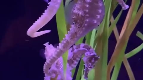 seahorses