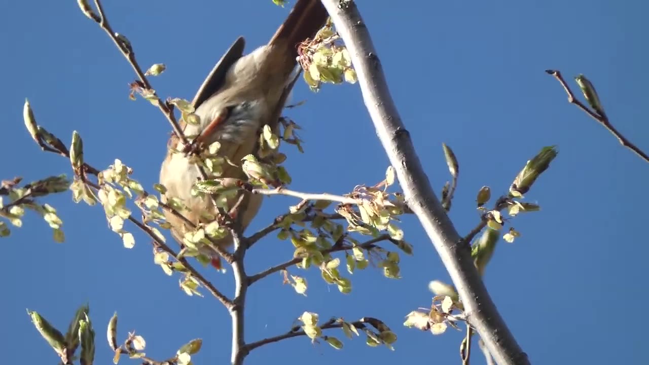 Female Cardinal Feeding in Treetops