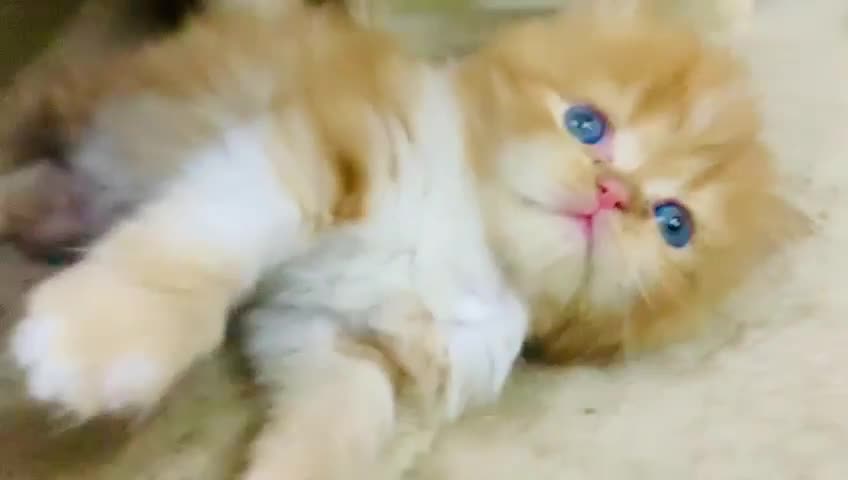 Baby Cats - Cute and Funny Cat Videos Compilation #53 || Exlamation Animals