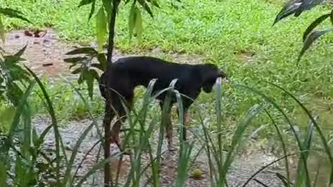 Sick Dog #doglover #rescuestraydogs #cat #animals #instastrays