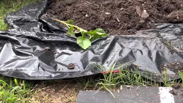 Harvesting Potatoes - Becoming Food self-sufficient